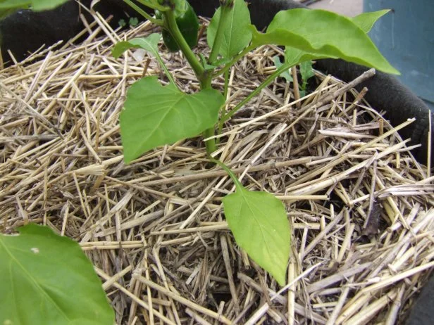 pepper leaves that have turned yellow