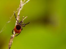 Learn how to make your backyard less tick-friendly and how to remove ticks the right way.