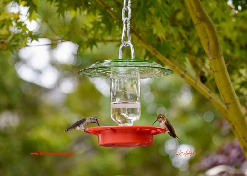 Hummingbirds On Feeder