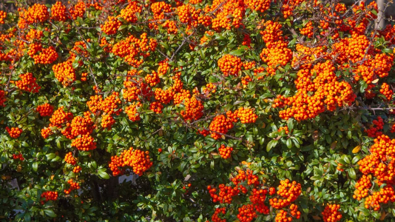 Pyracantha coccinea: What Need to Know about Firethorn | HGTV
