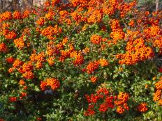 This tough and thorny shrub stands out in spring flower and fall fruit.