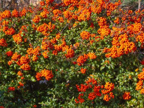 Pyracantha Coccinea: What You Need to Know
