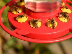 Bees love to feast on nectar like the sugar water in a hummingbird feeder. Learn effective ways to keep bees away from a hummingbird feeder.