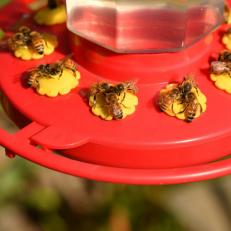 Honey Bees On Hummingbird Feeder
