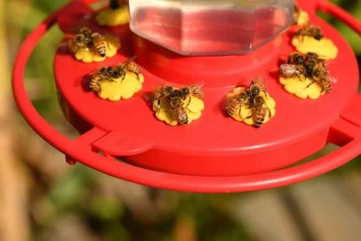 How To Keep Bees Out Of Your Yard