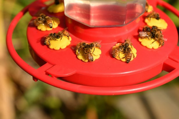 Bird Feeder With Bees