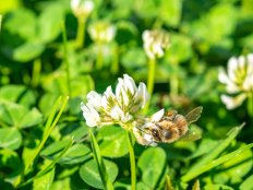 Closeup of honeybee on clover in lawn