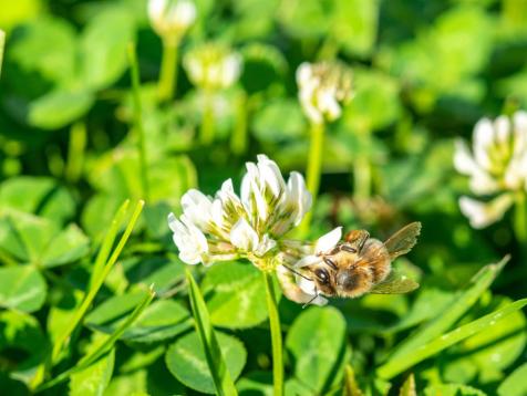 How to Plant a Clover Lawn