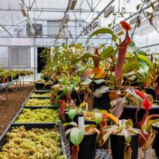 Pitcher Plants in a Large, Well-Lit Greenhouse at Red Leaf Exotics