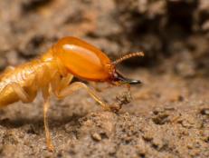 Find out what professional exterminators and entomologists say about getting rid of termites and how to prevent them from attacking your home.