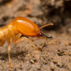 Subterranean Termite Soldier