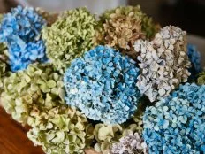 A display of dried hydrangeas in a variety of different colors 