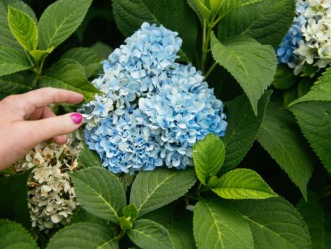 When to Prune Hydrangeas, According to Gardening Experts