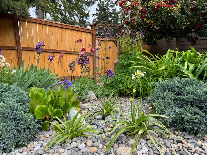 Rocks and plants in a yard with a wooden fence in the background.