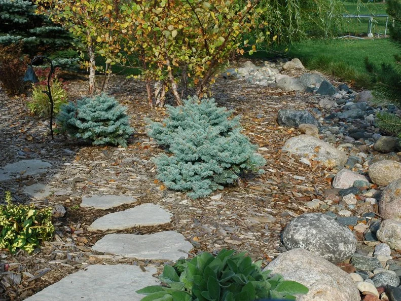 A dry creek bed and swale with rocks and plants