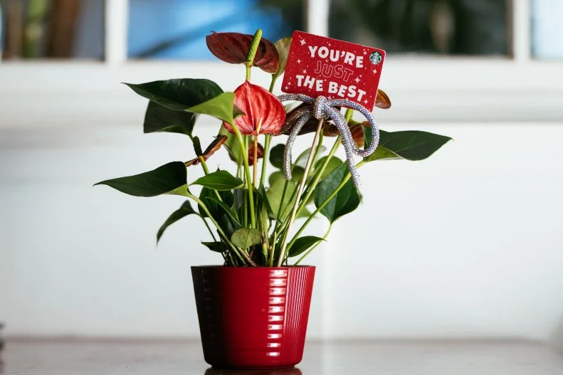 Sow some joy by adding a gift card to a festive potted plant. 