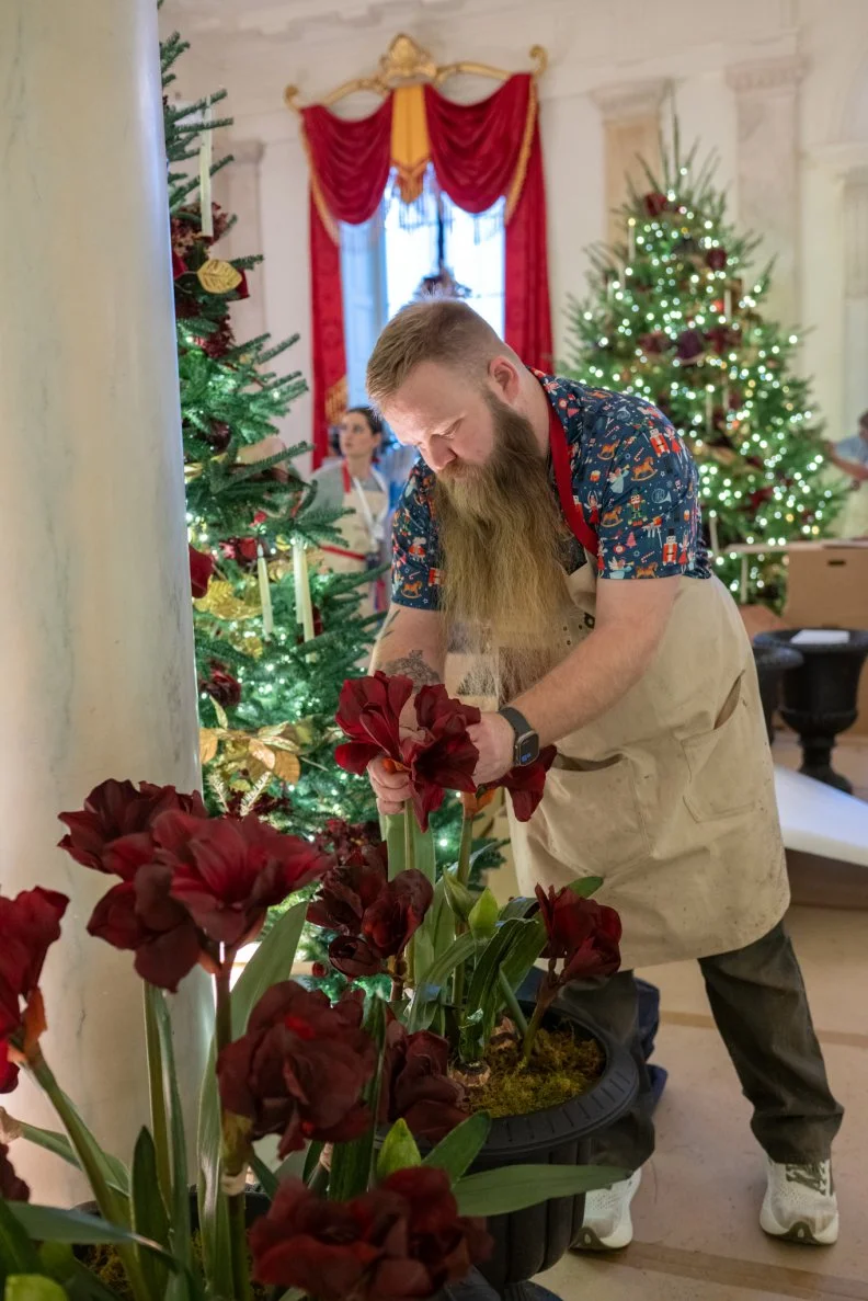 A lovely touch of nature accents the fresh trees and garlands in these deep red amaryllis placed in enormous pots by this White House volunteer in the Grand Foyer.