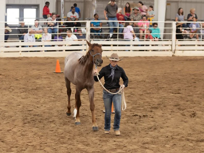A young person in cowboy garb leading a horse into a ring.