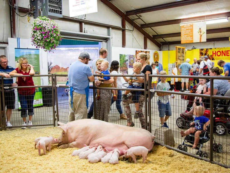 At 65 acres, the Utah State Fair may not cover as much ground as other state fairs, but it packs carnival rides and games, live entertainment, and delicious food into its urban setting in downtown Salt Lake City. The fair stretches from Sept. 4-14, 2025, and opens with a unique “Fair Food Fight" on the first weekend, Thursday, Sept. 4 to Saturday, Sept. 6. Vendors compete to create innovative, mouthwatering items; fairgoers can sample them for $20 per person, in addition to the fair admission, and vote for their favorite sweet and savory concoctions (You can buy full-sized versions, too.) There's a one-day ice cream event and a  Beef Feast that always sells out; see the website to confirm the dates. In 2024, the fair's Jaripeo was a big success; this Mexican rodeo featured bull riding and live music, and it's scheduled to return in 2025. But organizers say the most popular thing to do at the fair is visit the baby animal exhibit, Barnyard Friends. Fun fact: the first fair in Utah, called the Desert Fair, was held by Mormon pioneers in 1856. It became the official state fair when Utah became a U.S. state in 1896.