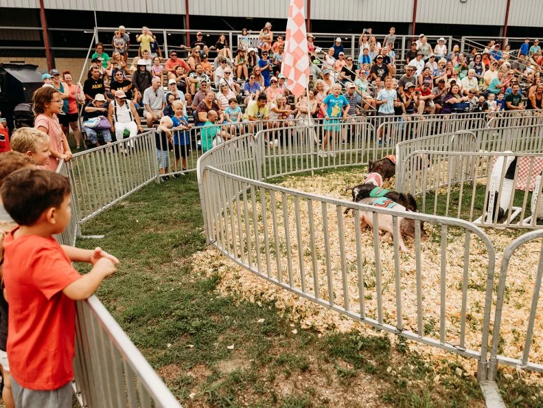 PIgs with numbers on their backs racing around a ring at the Delaware State Fair as a crowd looks on.