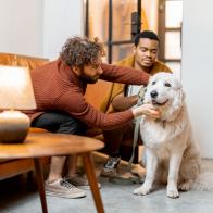 Men care their huge white dog at cozy home. Concept of homosexual relations and lifestyle at home. Idea of multinational gay families