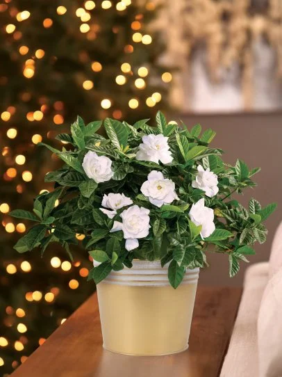 citrus plants for sale Citrus  microcarpa