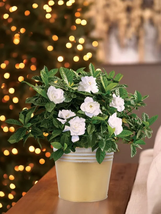 A potted gardenia sitting on a tabletop with a Christmas tree in the background.