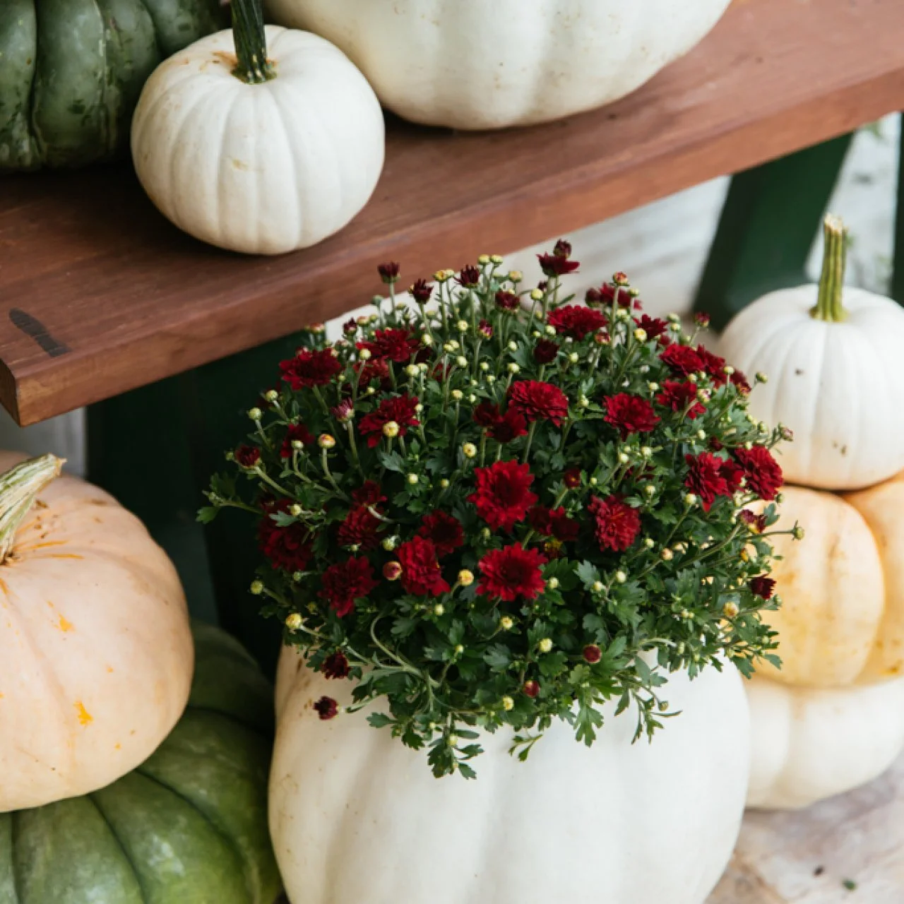 How To Use Pumpkins as Planters (And Make Them Last) | HGTV