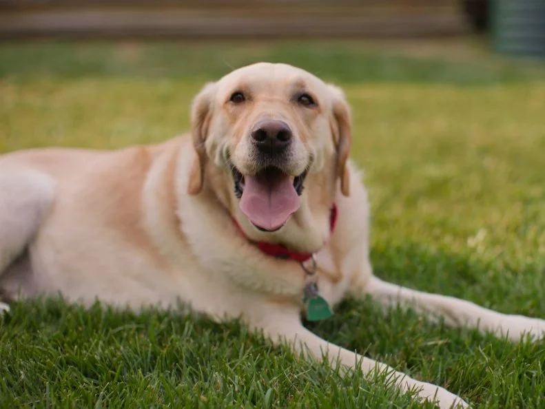 A dog lying on a lawn