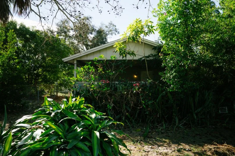 overgrown trees and tropical plants as seen on Worst Yard on the Block