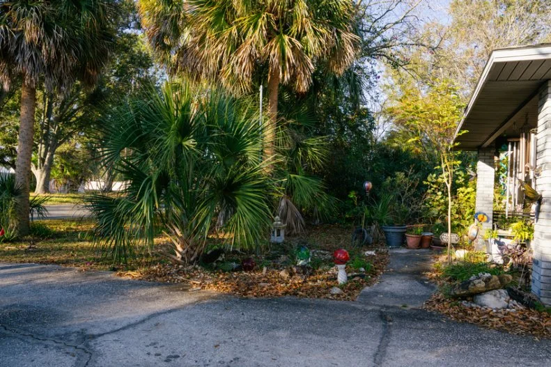 palms, vines and shrubs overwhelm a Lakeland, Florida, yard