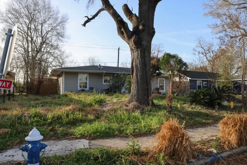 a dead oak tree, poisonous oleander shrub and overgrown landscape