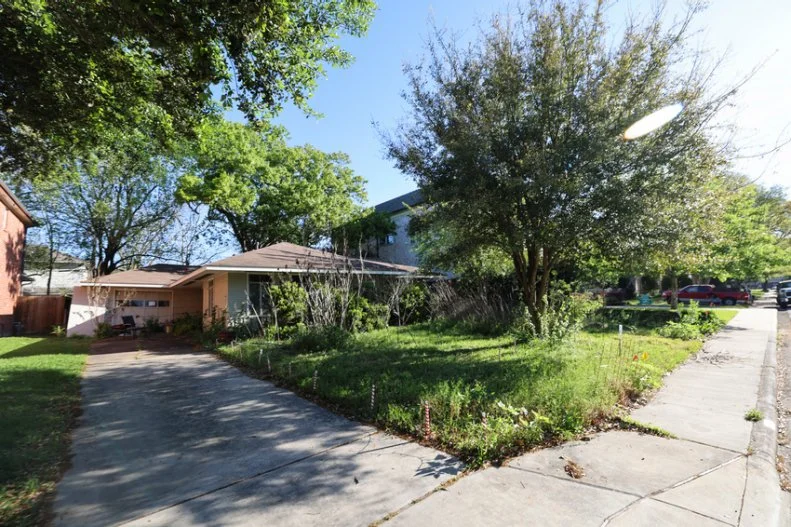 yard taken over by dried-out goldenrod and dying boxwoods in Houston