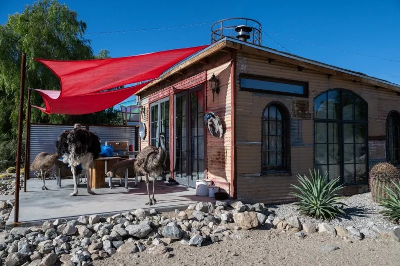 emus and an ostrich at Kaleidoscope Desert in the Mojave Desert 