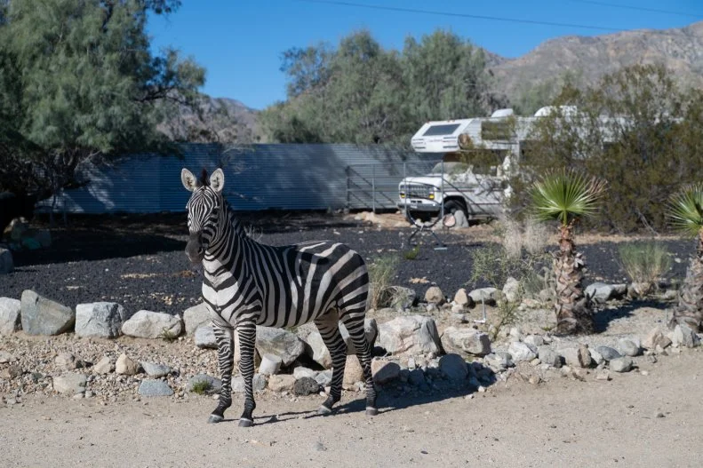 a rescued zebra at Kaleidoscope Desert in the Mojave Desert
