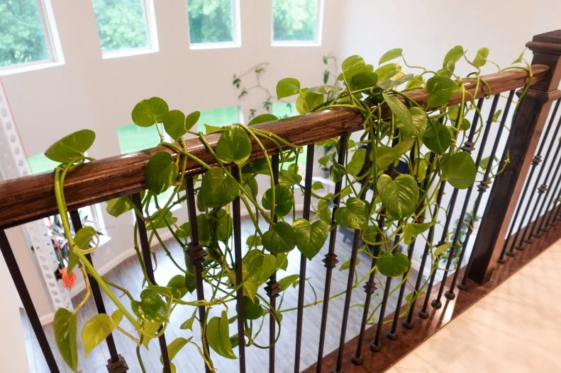 Leafy vines around stair banister , as seen on Extreme Buyers Club, Season 1.