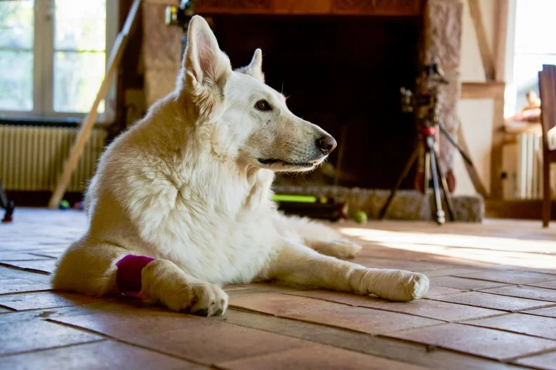 Archaea the dog lead on the floor, as seen on Castle Impossible, Season 1.
