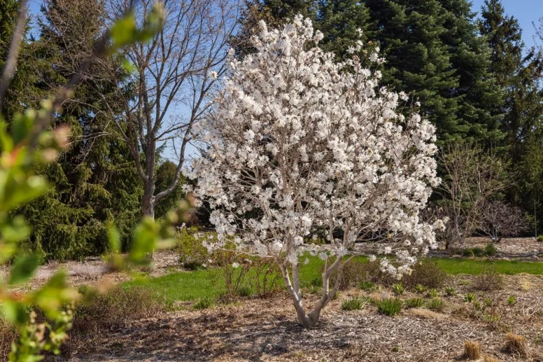 Star Magnolia