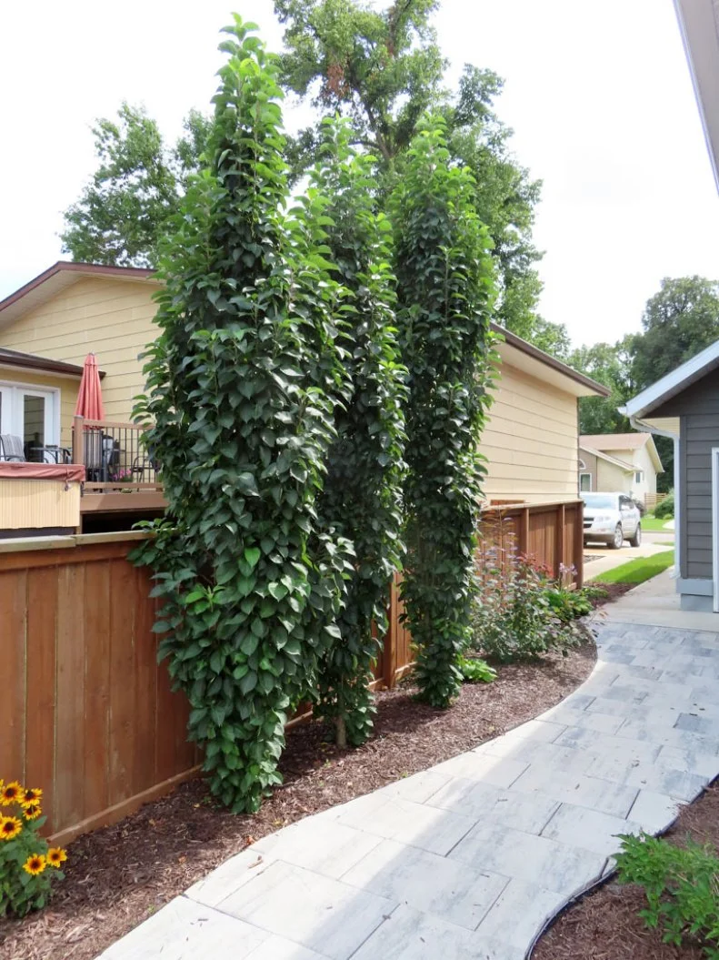 Columnar Crabapple