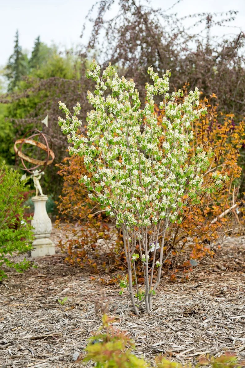 Native Tree Amelanchier