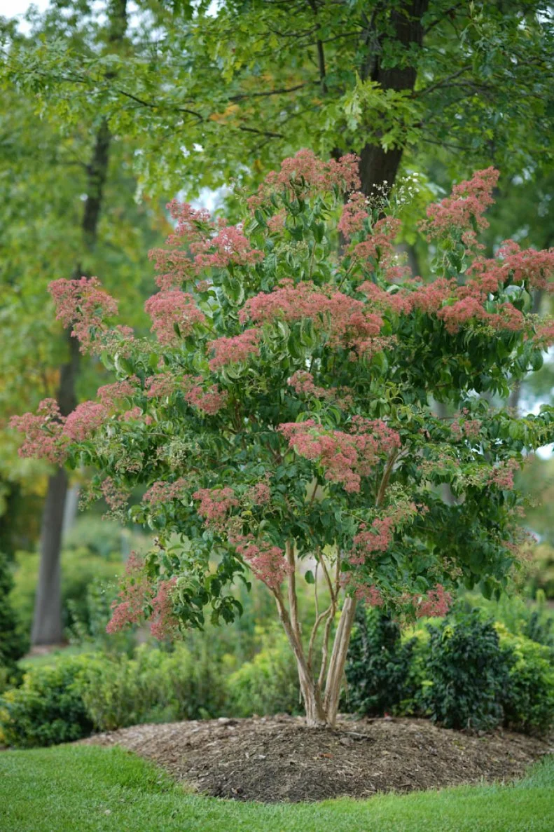Small Tree