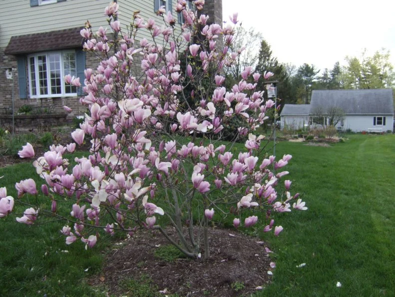 Spring Magnolia