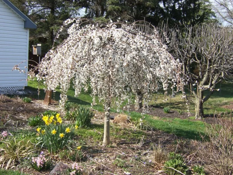 Weeping Cherry Tree