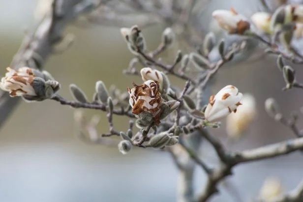A close-up of magnolia stems and buds damaged by a freeze