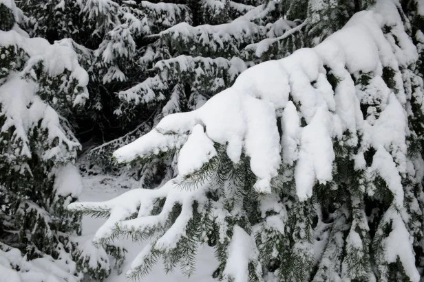 Evergreen tree branches covered in snow
