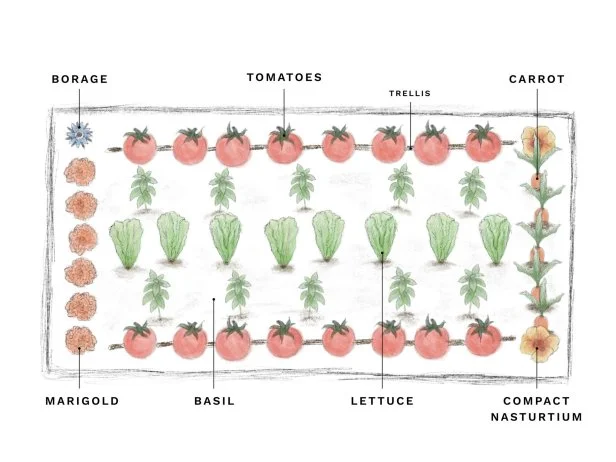 An illustration of companion plants to grow in a vegetable garden