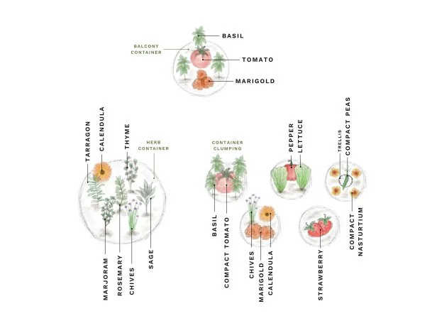 An illustration of a container garden design for vegetables