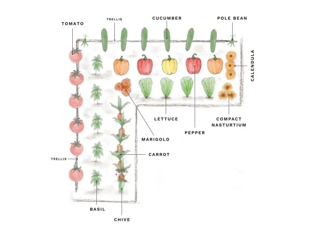 An illustration of a corner garden design for vegetables