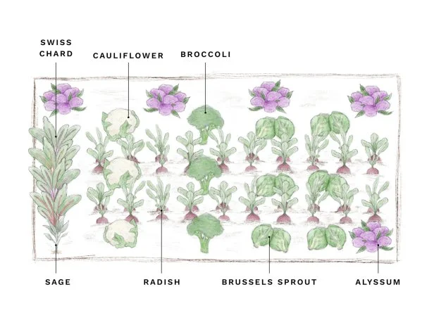 An illustration of a raised bed garden design