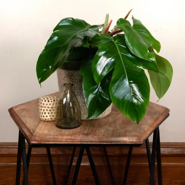 caring for an philodendron mamei 4" Philodendron 'Mamei Silver'